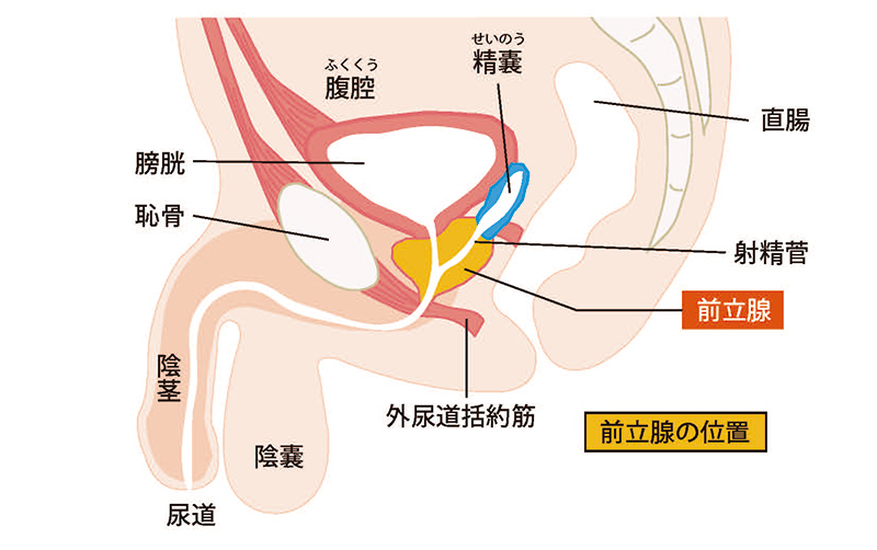 前立腺と周囲の臓器の位置関係